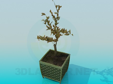 Modelo 3d A planta em um vaso - preview