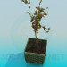 3D modeli Bir tencerede bitki - önizleme
