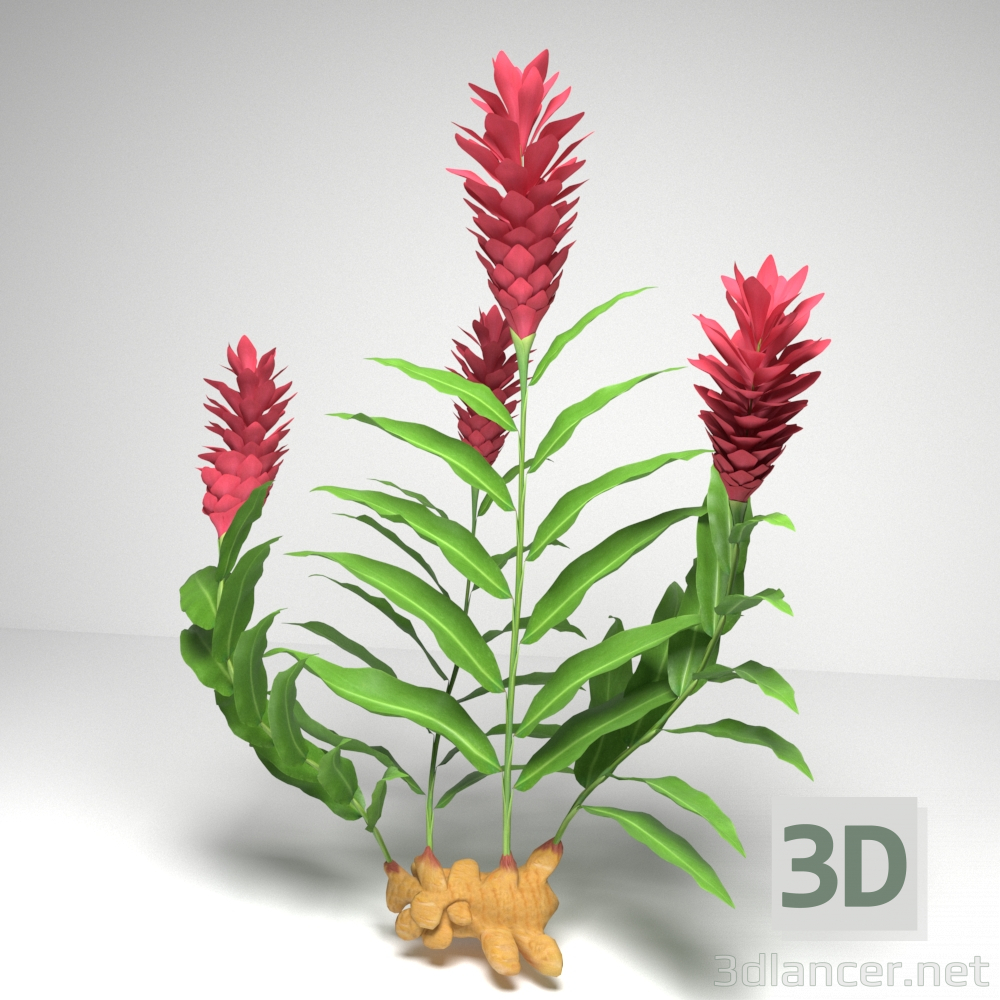 3d model Planta de jengibre rojo - vista previa
