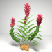 3d model Red Ginger Plant - preview