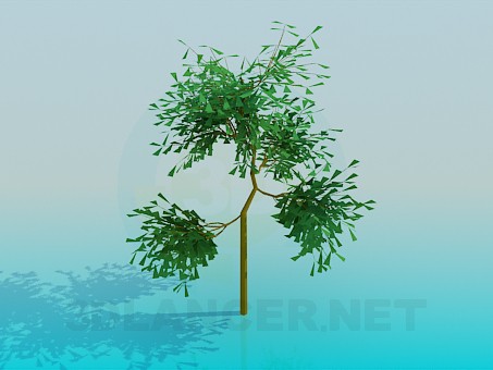 Modelo 3d Pequena árvore - preview