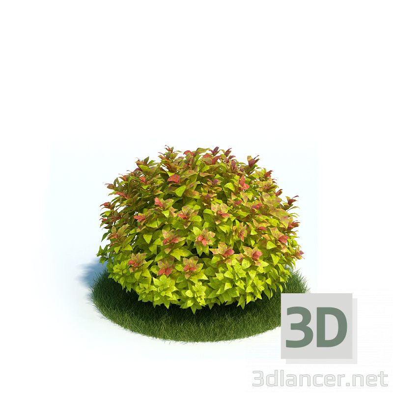 3D Modell Japanischer Zierstrauch - Vorschau