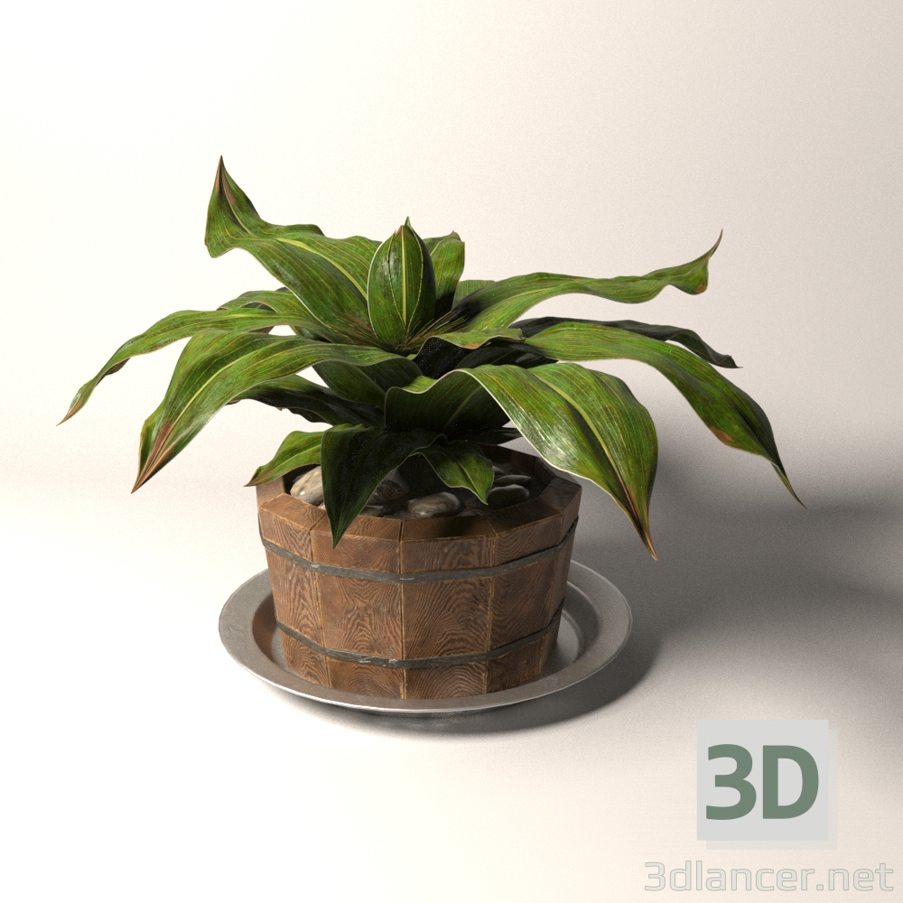 Pflanzen Sie in einem hölzernen Topf 3D-Modell kaufen - Rendern