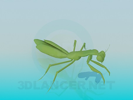 modello 3D Mantis di preghiera - anteprima