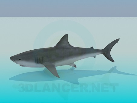 Modelo 3d Tubarão - preview