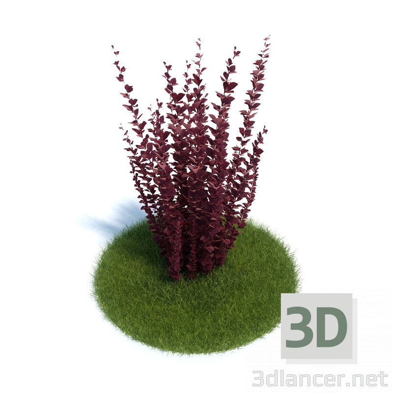 3D modeli Barbaris Tunberga "Kırmızı Sütun" - önizleme