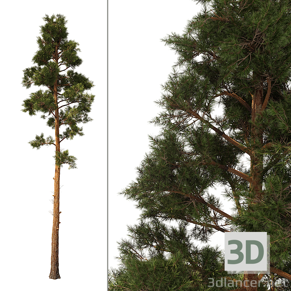 3d Pine_Pine model buy - render