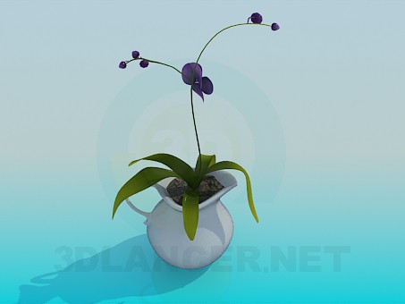 modello 3D Brocca con fiore camera - anteprima