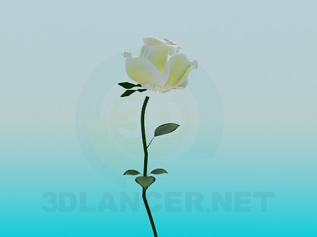 modello 3D Rosa bianca - anteprima