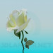 3d model White Rose - preview