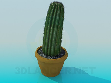 3D Modell Kaktus - Vorschau