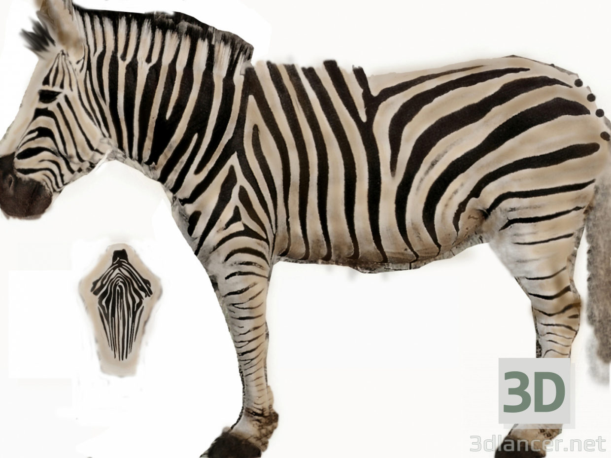 3d модель зебра – превью