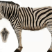 3D Modell Zebra - Vorschau