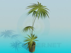 Пальма в горщику
