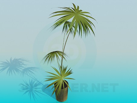 3D Modell Palmen in einem Topf - Vorschau