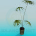 3d model Palm in a pot - preview