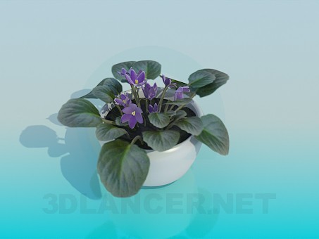 modèle 3D Violettes - preview