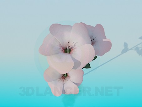 3d model 5 petal flowers - preview
