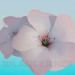 3d model 5 petal flowers - preview