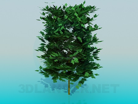 3d model Thick tree - preview