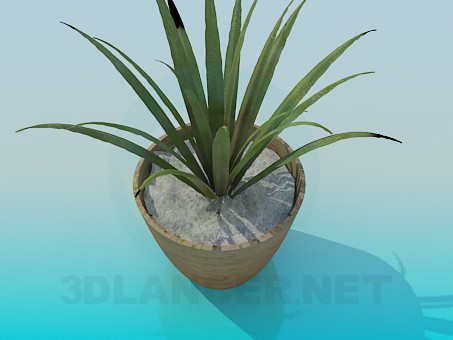 3D modeli Bitki - önizleme