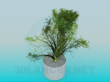 modello 3D Vaso con pianta verde - anteprima