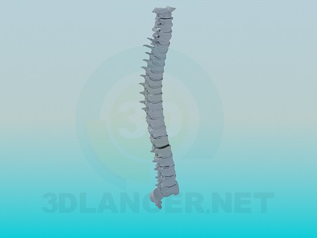 modello 3D Spina dorsale umana - anteprima
