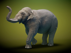 Asya fili arma düşük Poli 3D model
