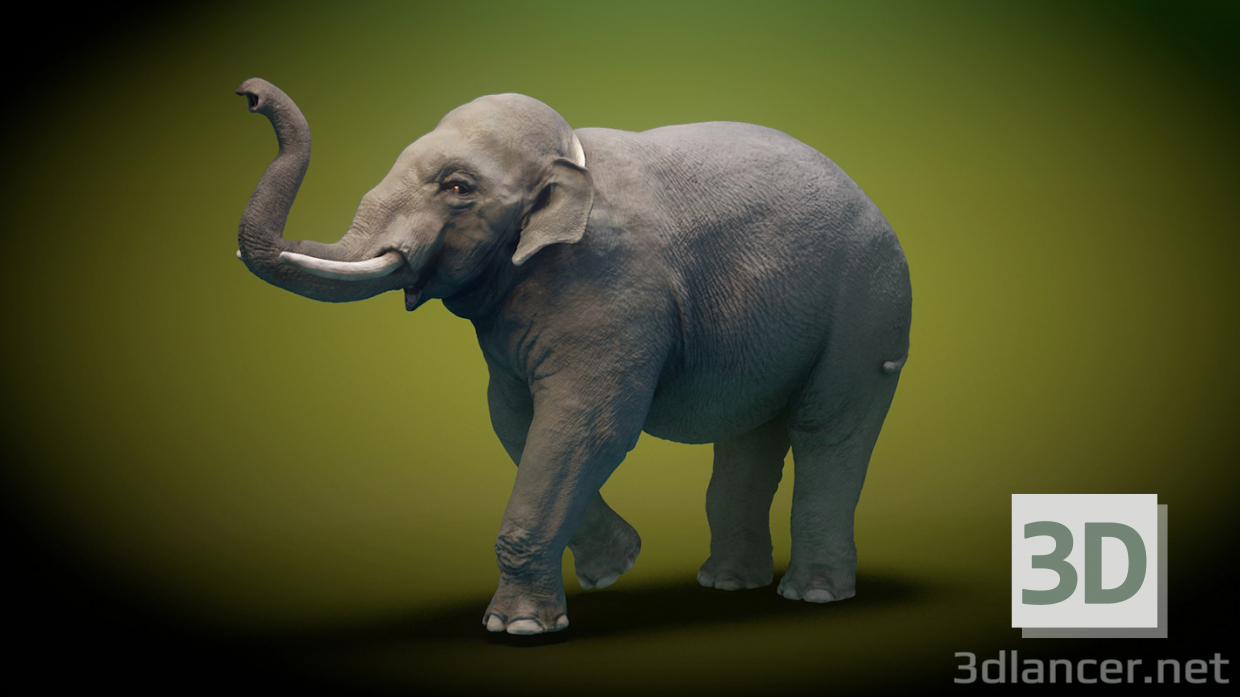 3D Asya fili arma düşük Poli 3D model modeli satın - render