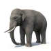 3 डी एशियाई हाथी कम पाली 3 डी मॉडल का उपयोग करता है मॉडल खरीद - रेंडर