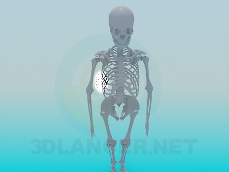 3D Modell Menschliches Skelett - Vorschau