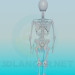 3d модель Скелет человека – превью