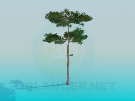 3d model Pine - preview
