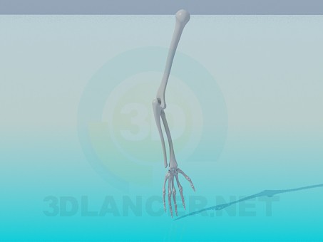 modello 3D Le ossa di una mano umana - anteprima