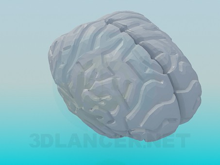 3D Modell Das menschliche Gehirn - Vorschau