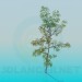 3D modeli Huş ağacı - önizleme