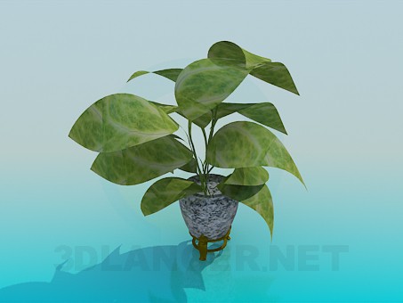 3D Modell Ficus - Vorschau