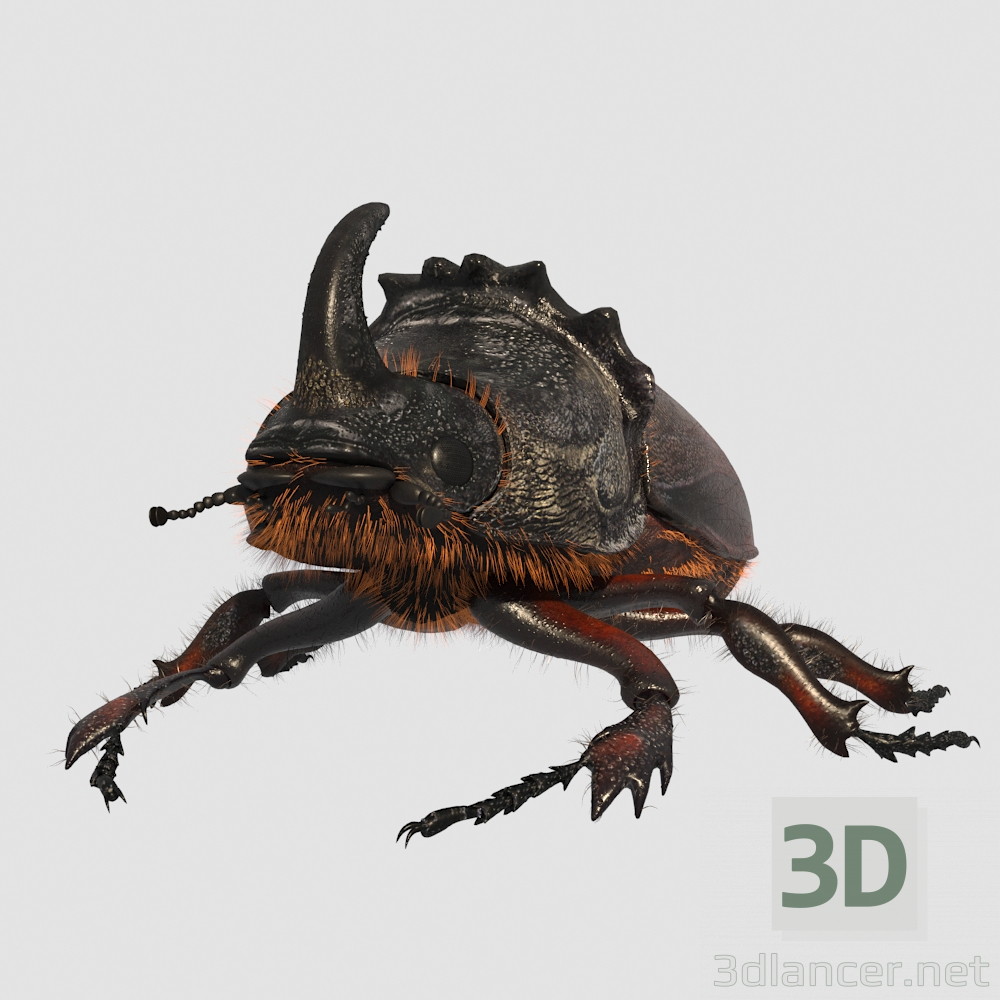 3d Rhinoceros_beetle. Rhinoceros beetle. model buy - render