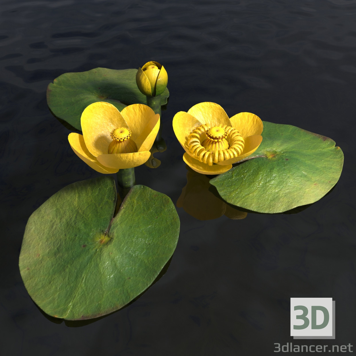 3d Water lily model buy - render