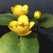 3d Water lily model buy - render