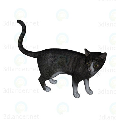 3D modeli Kedi Barsik 1 - önizleme