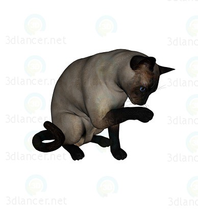 3d model Gato Siamés - vista previa