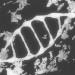 modèle 3D de DNK acheter - rendu