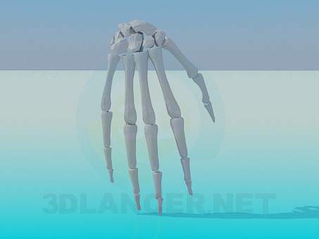 3d model The bones of the human hand - preview