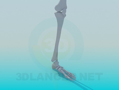 3d model Human leg bones - preview