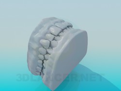 Модель зубів людини