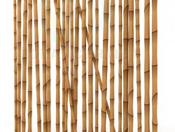 parete di bambù