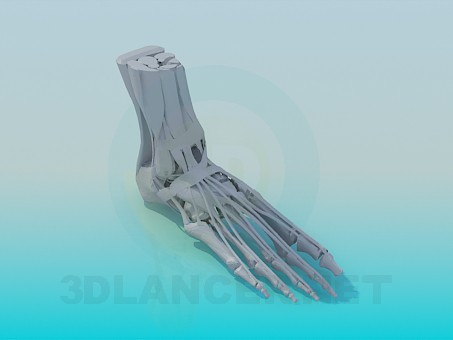 3D Modell Die Knochen der Füße - Vorschau