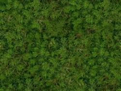 Seamless texture of grass