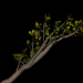 3d A branch of high quality! model buy - render